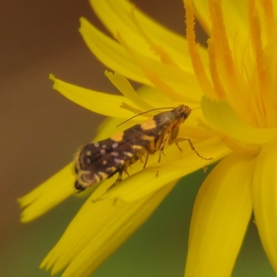 Glyphipterix chrysoplanetis (A Sedge Moth) at Fadden, ACT - 24 Jan 2024 by KumikoCallaway