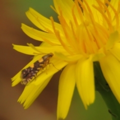 Glyphipterix chrysoplanetis at Fadden Pines (FAD) - 25 Jan 2024