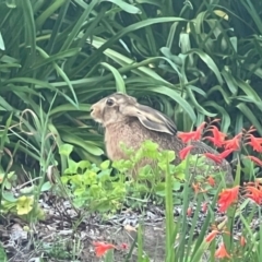 Lepus capensis (Brown Hare) at Aranda, ACT - 25 Jan 2024 by Bugaboo