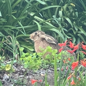 Lepus capensis at Aranda, ACT - 25 Jan 2024