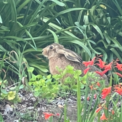 Lepus capensis (Brown Hare) at Aranda, ACT - 25 Jan 2024 by Bugaboo