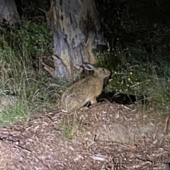 Lepus capensis at Aranda, ACT - 25 Jan 2024