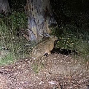 Lepus capensis at Aranda, ACT - 25 Jan 2024