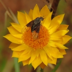 Geron nigralis (Slender bee fly) at Fadden Pines (FAD) - 24 Jan 2024 by KumikoCallaway