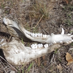 Sus scrofa (Feral Pig) at Tuggeranong Hill - 13 Oct 2023 by michaelb