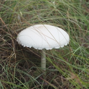 Macrolepiota dolichaula at Woodstock Nature Reserve - 25 Jan 2024 10:52 AM