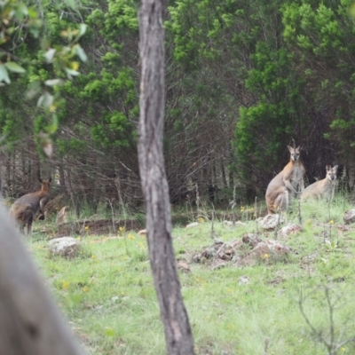 Notamacropus rufogriseus (Red-necked Wallaby) at Woodstock Nature Reserve - 25 Jan 2024 by wombey