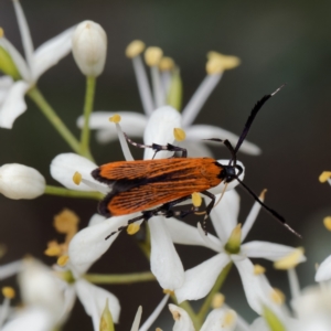 Snellenia lineata at Lower Cotter Catchment - 24 Jan 2024 01:20 PM