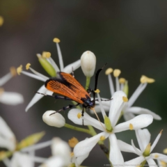 Snellenia lineata at Lower Cotter Catchment - 24 Jan 2024