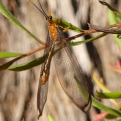 Nymphes myrmeleonoides (Blue eyes lacewing) at Colo Vale, NSW - 23 Jan 2024 by Curiosity
