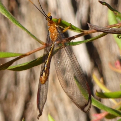 Nymphes myrmeleonoides (Blue eyes lacewing) at Colo Vale - 24 Jan 2024 by Curiosity