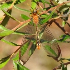 Nymphes myrmeleonoides at Wingecarribee Local Government Area - 24 Jan 2024