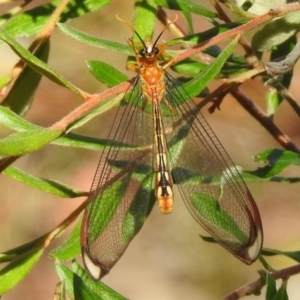 Nymphes myrmeleonoides at Wingecarribee Local Government Area - 24 Jan 2024 08:53 AM