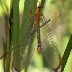 Nymphes myrmeleonoides at Wingecarribee Local Government Area - 24 Jan 2024 08:53 AM