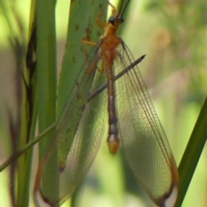 Nymphes myrmeleonoides at Wingecarribee Local Government Area - 24 Jan 2024