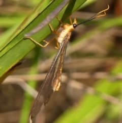 Nymphes myrmeleonoides at Wingecarribee Local Government Area - 24 Jan 2024 08:53 AM