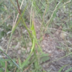 Acrida conica (Giant green slantface) at Bass Gardens Park, Griffith - 22 Jan 2024 by SRoss