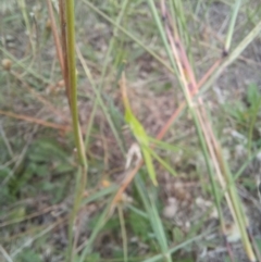 Acrida conica at Bass Gardens Park, Griffith - 22 Jan 2024 04:46 PM