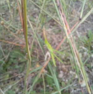 Acrida conica at Bass Gardens Park, Griffith - 22 Jan 2024 04:46 PM