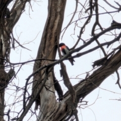 Dicaeum hirundinaceum (Mistletoebird) at Taylor, ACT - 25 Jan 2024 by Weasey138