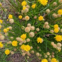 Calotis lappulacea (Yellow Burr Daisy) at Hume, ACT - 22 Jan 2024 by Weasey138