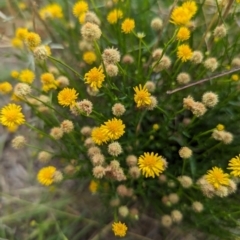 Calotis lappulacea at Jerrabomberra Grassland - 23 Jan 2024 09:23 AM