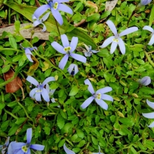 Isotoma fluviatilis subsp. australis at Bruce Ridge to Gossan Hill - 25 Jan 2024