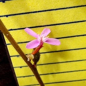 Stylidium graminifolium at Gossan Hill - 25 Jan 2024