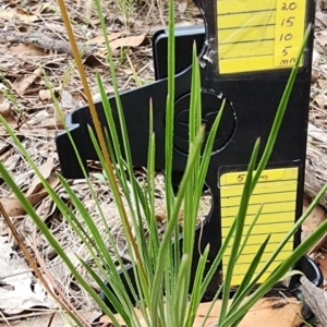 Stylidium graminifolium at Gossan Hill - 25 Jan 2024