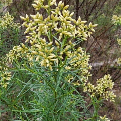 Cassinia quinquefaria (Rosemary Cassinia) at Gossan Hill - 25 Jan 2024 by Steve818