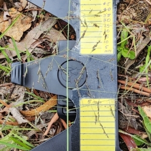 Eragrostis curvula at Gossan Hill - 25 Jan 2024