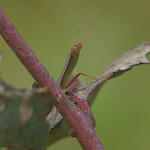 Orthodera ministralis at Goorooyarroo NR (ACT) - 20 Jan 2024