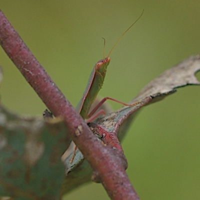 Orthodera ministralis (Green Mantid) at Kenny, ACT - 20 Jan 2024 by betchern0t