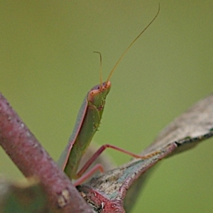 Orthodera ministralis at Goorooyarroo NR (ACT) - 20 Jan 2024