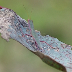 Orthodera ministralis at Goorooyarroo NR (ACT) - 20 Jan 2024