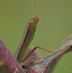 Orthodera ministralis at Goorooyarroo NR (ACT) - 20 Jan 2024