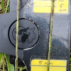 Sporobolus creber (Slender Rat's Tail Grass) at Bruce, ACT - 25 Jan 2024 by Steve818