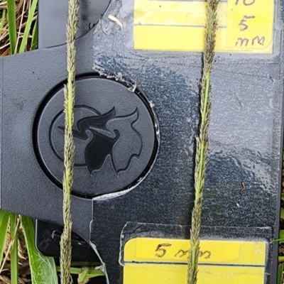 Sporobolus creber (Slender Rat's Tail Grass) at Bruce, ACT - 25 Jan 2024 by Steve818