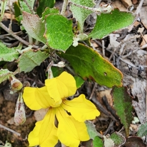 Goodenia hederacea subsp. hederacea at Gossan Hill - 25 Jan 2024