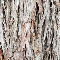 Eucalyptus macrorhyncha subsp. macrorhyncha at Bruce Ridge to Gossan Hill - 25 Jan 2024