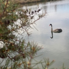 Cygnus atratus (Black Swan) at Palmerston, ACT - 17 Aug 2023 by AnkeMaria