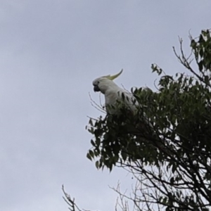 Cacatua galerita at Lyons, ACT - 24 Jan 2024 09:12 AM