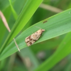 Isochorista ranulana (A Tortricid moth) at Lyons, ACT - 24 Jan 2024 by ran452