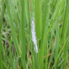 Unverified Algae, Cyanobacteria, other bacteria and viruses at Lyons, ACT - 24 Jan 2024 by ran452