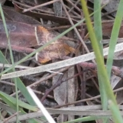 Endotricha (genus) (A Pyrlaid moth) at Boro - 23 Jan 2024 by Paul4K