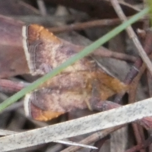 Endotricha (genus) at Boro - 24 Jan 2024