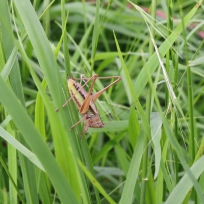 Conocephalus semivittatus (Meadow katydid) at Lyons, ACT - 23 Jan 2024 by ran452