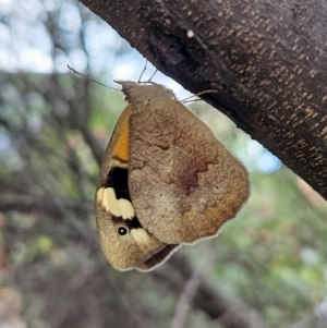 Heteronympha merope at Kambah, ACT - 25 Jan 2024 07:59 AM