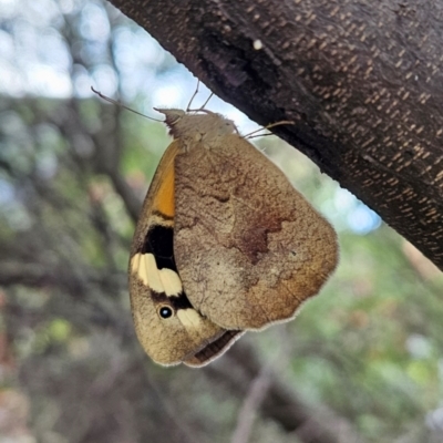 Heteronympha merope (Common Brown Butterfly) at Kambah, ACT - 25 Jan 2024 by MatthewFrawley
