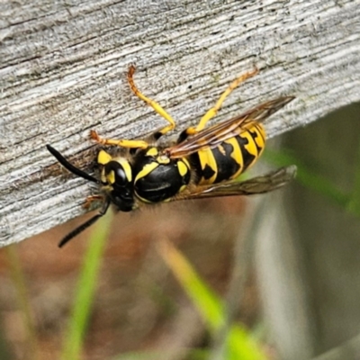 Vespula germanica (European Wasp, German Yellowjacket Wasp) at QPRC LGA - 25 Jan 2024 by MatthewFrawley